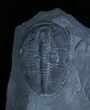 Elrathia Kingii Trilobite in matrix #248-1